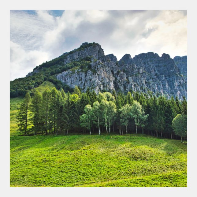Bergwald mit Kiefern in Norditalien (Vorderseite)