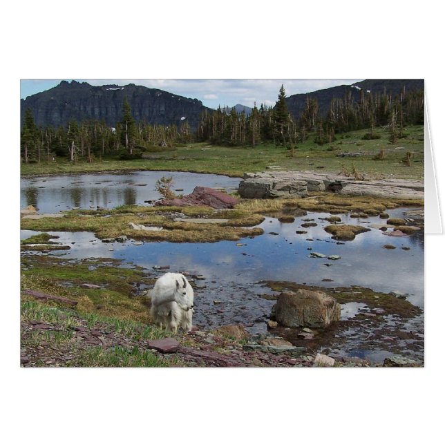 Bergziege (Vorderseite (Horizontal))