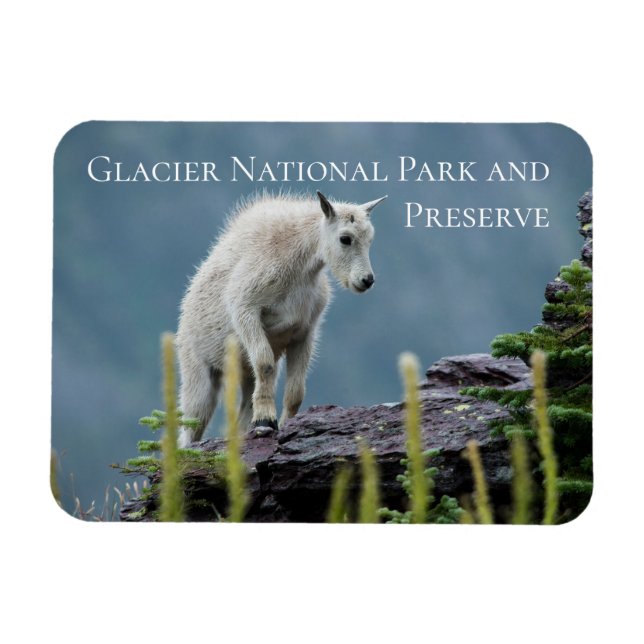 Bergziege auf der Klippe, Glacier National Park Magnet (Horizontal)