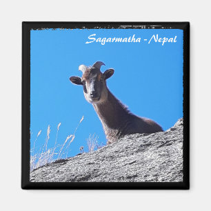 Bergziege, Everest Trekking, Himalaya - Nepal Magnet