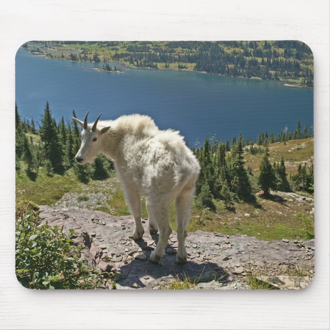Bergziege im Glacier-Nationalpark Mousepad