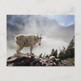Bergziege im Glacier-Nationalpark Postkarte