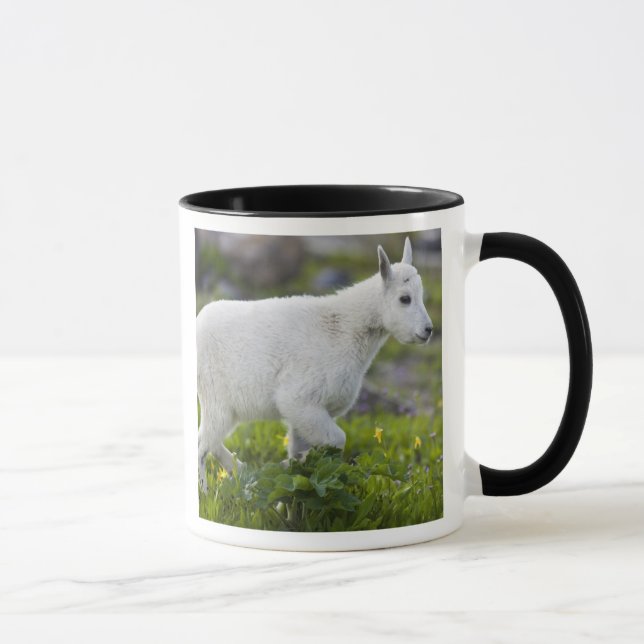 Bergziege Kind am Logan Pass im Glacier Tasse (Rechts)