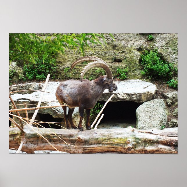 Bergziege Poster (Vorne)