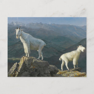 Bergziegen von Albert Bierstadt Postkarte