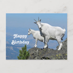Bergziegen Weiße Wildtiere Foto Geburtstag Postkarte