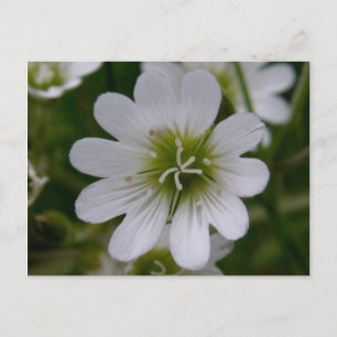 Bering Chickweed Blossom, Insel Unalaska Postkarte