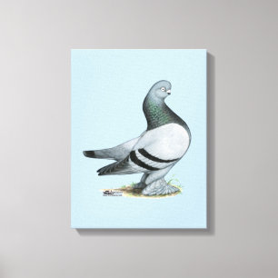 Berliner Tumbler Pigeon Blue Bar Leinwanddruck