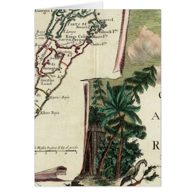 Bermuda (Vorne)