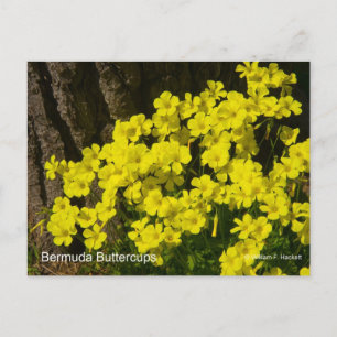 Bermuda Buttercup Sunset SB California Produkte Postkarte