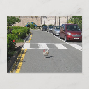 BERMUDA CHICKEN POSTKARTE