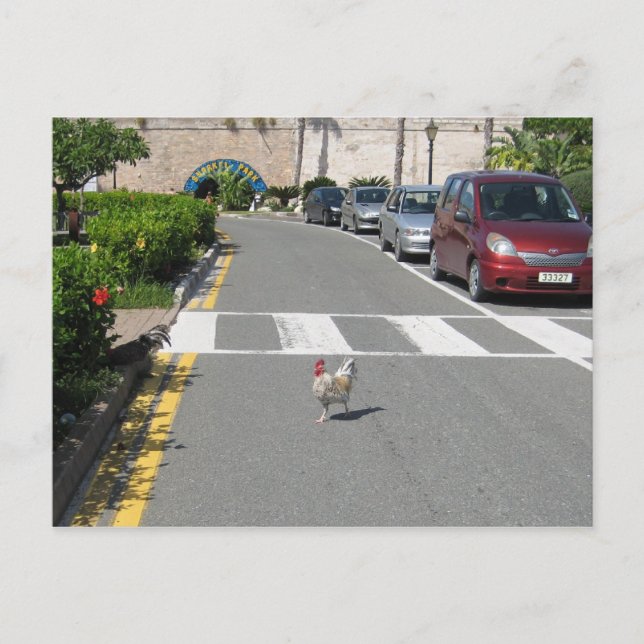 BERMUDA CHICKEN POSTKARTE (Vorderseite)