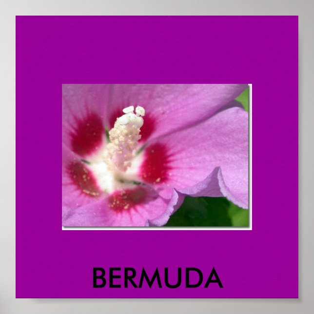 BERMUDA POSTER (Vorne)