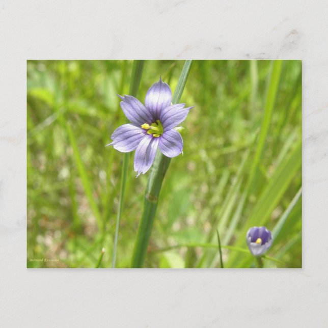 Bermudienne à feuilles étroites postkarte (Vorderseite)