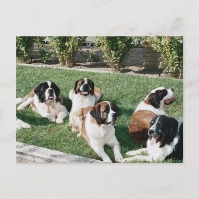 Bernard im Garten Postkarte (Vorderseite)