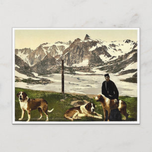 Bernardhunde, Wallis, Alpen, Schweiz Clan Postkarte