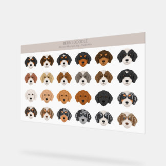 Bernedoodle Acrylzeichen Acrylschild