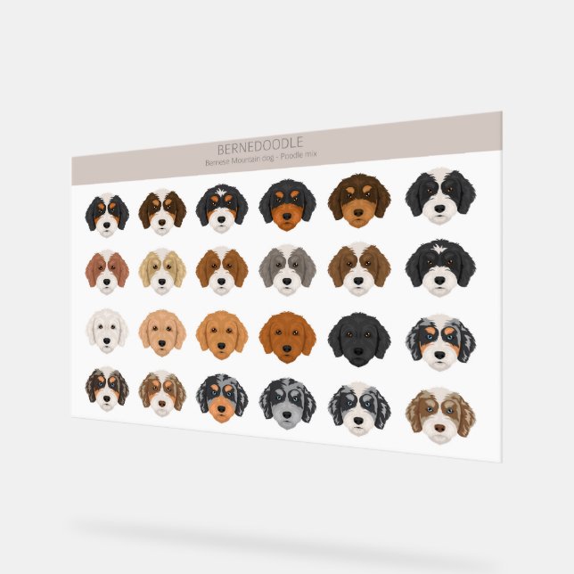Bernedoodle Acrylzeichen Acrylschild (Winkel)