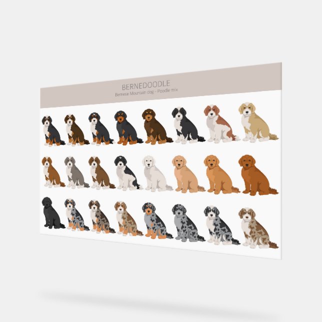 Bernedoodle Acrylzeichen Acrylschild (Winkel)