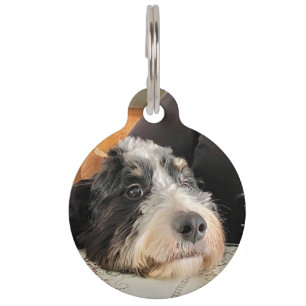 Bernedoodle Haustiermarke