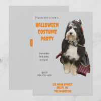Bernedoodle Hund in Pirate Halloween Kostüm Party