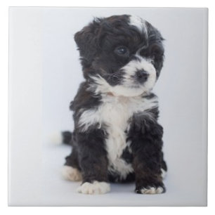 BERNEDOODLE LIEBE, Haustier, Welpen Hund, Bester F Fliese