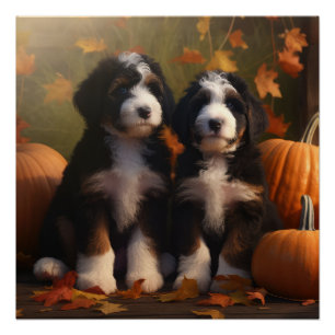 Bernedoodle Puppy Autumn Delight Pumpen Poster