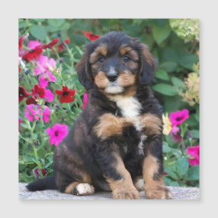 Bernedoodle-Welpe in Petunien Magnetkarte
