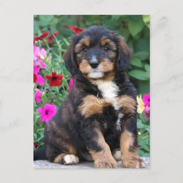 Bernedoodle-Welpe in Petunien Postkarte (Vorderseite)