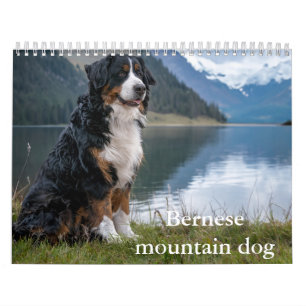 Berner Berghund Kalender