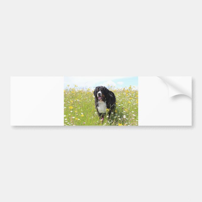 Berner Hund auf dem Feld Autoaufkleber (Vorne)