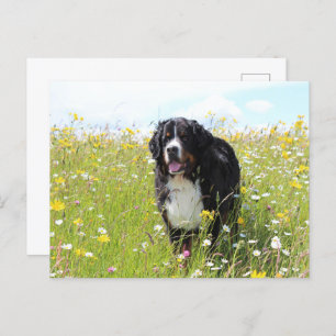 Berner Hund auf dem Feld Postkarte