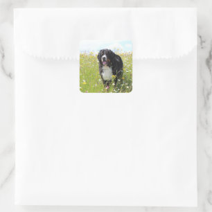 Berner Hund auf dem Feld Quadratischer Aufkleber