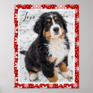 Berner Hund Auf Rot und Weiß Schneeflocke Poster