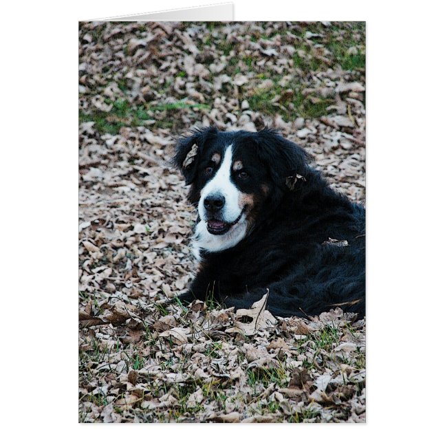 Berner Hund im Herbst (Vorne)