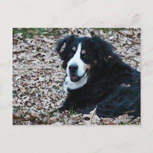 Berner Hund im Herbst Postkarte