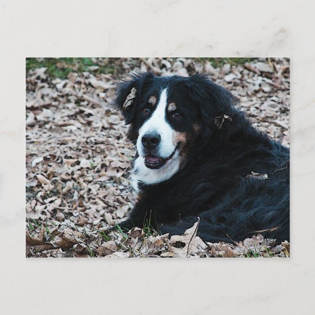 Berner Hund im Herbst Postkarte (Vorderseite)