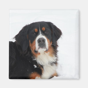 Berner Hund individuell anpassbar Magnet