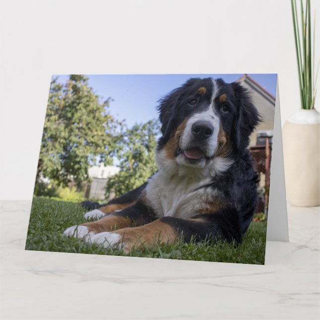 Berner Hund Leder Karte (Vorderseite)