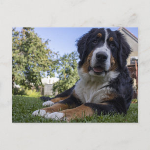 Berner Hund Leder Postkarte