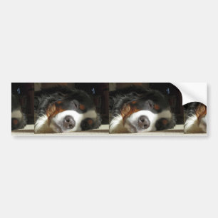 Berner Hund schlafend Autoaufkleber