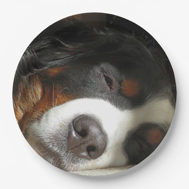 Berner Hund schlafend Pappteller (Vorderseite)