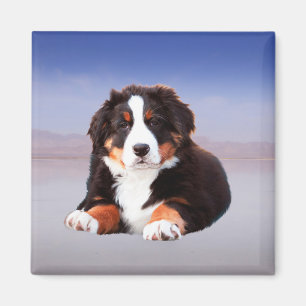Berner Hund sitzend am Strand Magnet