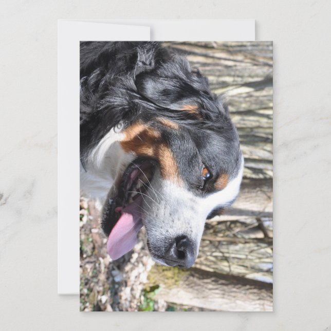 Berner Hund vierter Geburtstag Einladung (Vorderseite)