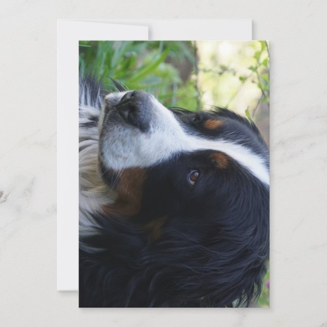 Berner Hund zum zweiten Geburtstag Einladung (Vorderseite)