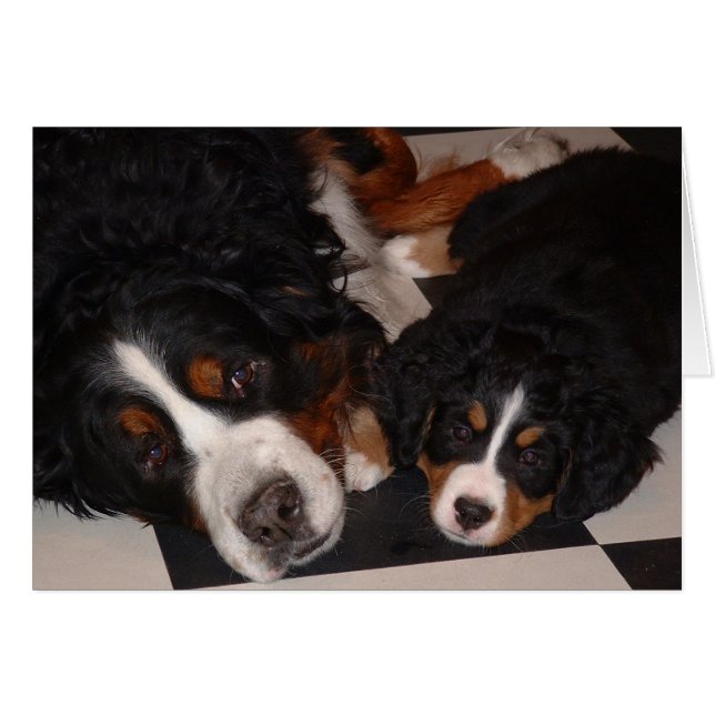 Berner Hunde Erwachsene & Pup (Vorderseite (Horizontal))