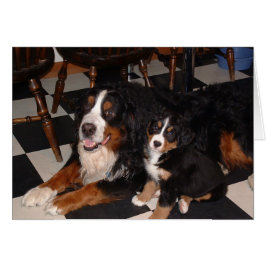 Berner Hunde - Männchen und Jungtiere