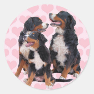 Berner Hunde mit rosa Herzen Runder Aufkleber
