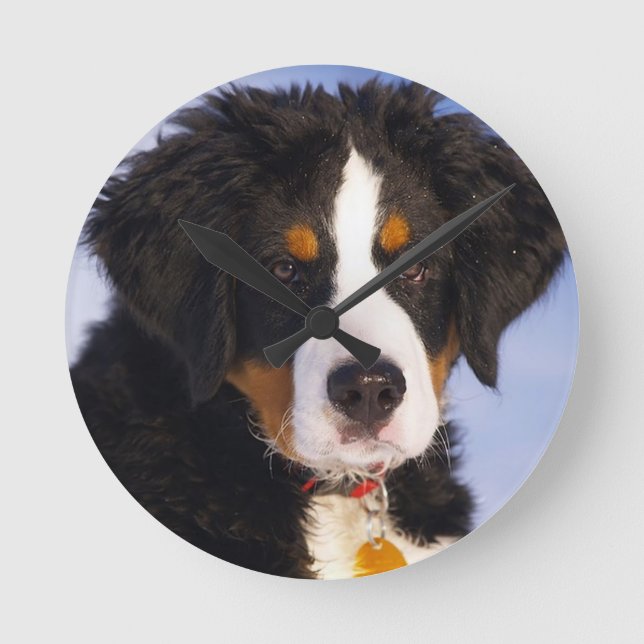Berner Hundekuppel Runde Wanduhr (Vorderseite)