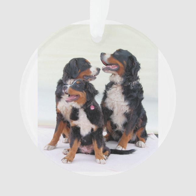 Berner Hundengruppe Ornament (Vorderseite)